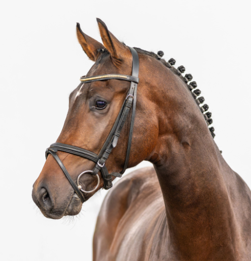 Conthargos Gold Stallion